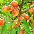 Beskrivning och egenskaper hos aprikosvariet Akademik, plantering, odling och skötsel