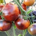 Beskrivning av tomatsorten Ivan da Marya