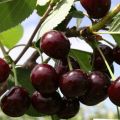 Beskrivning och egenskaper för den körsbärsorten Khutoryanka, odling och vård