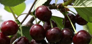 Description and characteristics of the Khutoryanka cherry variety, cultivation and care