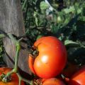 Pomidorų veislės „Northern Express f1“ aprašymas, auginimas ir priežiūra