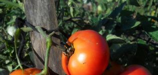 Pomidorų veislės „Northern Express f1“ aprašymas, auginimas ir priežiūra