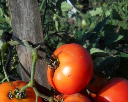 Beskrivning av tomatsorten Northern Express f1, dess odling och skötsel