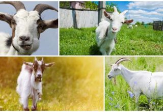 Causes of false pregnancy in a goat and how to determine the condition, consequences