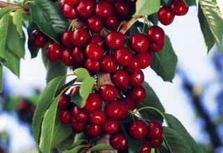 Description of varieties of columnar cherries, features of their planting and care, how to prune