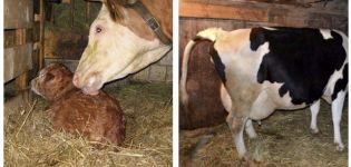 Hur man vet när en ko kommer att kalva, tecknen och hur många timmar sammandragningarna varar