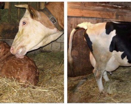 Hur man vet när en ko kommer att kalva, tecknen och hur många timmar sammandragningarna varar