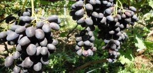 Description du raisin Richelieu, règles de plantation et d'entretien