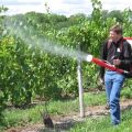 Come e come spruzzare l'uva a luglio per il trattamento di malattie e parassiti