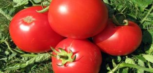Pomidorų veislės „Atlantis“ aprašymas, auginimo ypatybės ir derlius