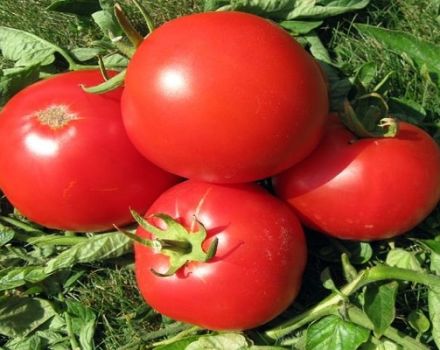 Beskrivning av Atlantis tomatsort, odlingsegenskaper och avkastning