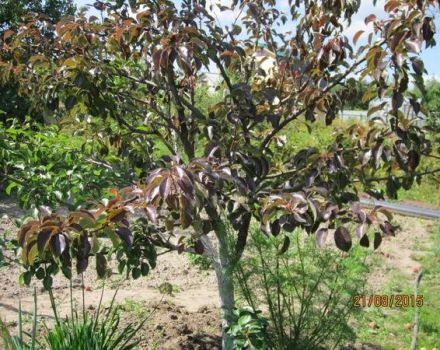 Varför växer en päronplantor dåligt och slår rot, vad man ska göra