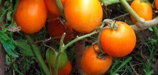 Descripción de la variedad de tomate Fairy Gift y sus características