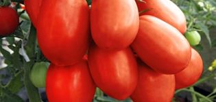 Beschrijving van de tomatenvariëteit Tsarevna Swan, zijn kenmerken en productiviteit