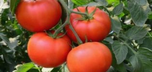 Kenmerken en beschrijving van de tomatenvariëteit Palenque