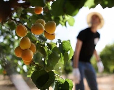 Culture, plantation et entretien des abricots dans la région de Moscou en plein champ et taille
