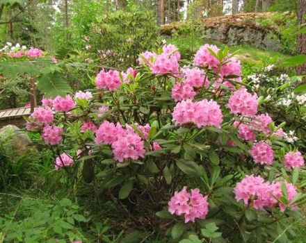 Descrizione e caratteristiche delle varietà di rododendro Università di Helsinki, semina e cura
