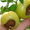 Behandling av bästa råtta av tomater i växthuset och öppet fält