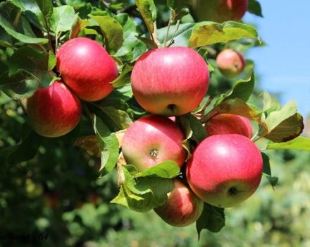 Beskrivning och egenskaper för sommaräppelsorten Malt Bagaevsky