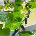Hoe komkommers thuis op een balkon of vensterbank te kweken en te binden