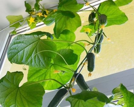 Ako pestovať a viazať uhorky na balkóne alebo parapete doma