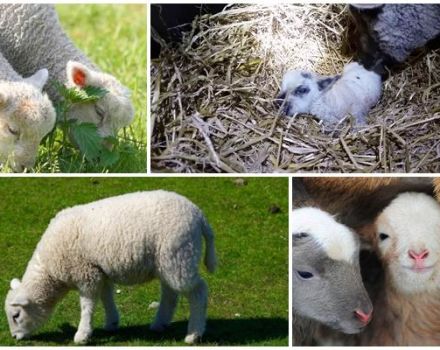 L'apparence et le poids d'un agneau nouveau-né, quelles procédures de soins sont nécessaires
