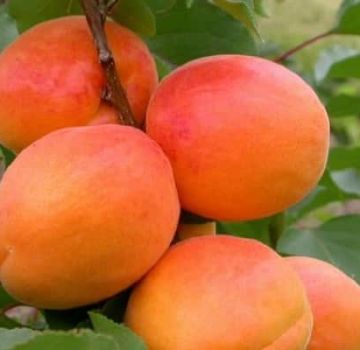 Description of the apricot variety Sardonyx, characteristics of fruiting and cultivation features