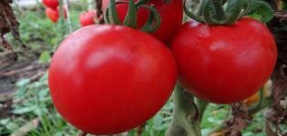 Najlepšie odrody samoopelených semien paradajok pre skleníky a otvorené polia