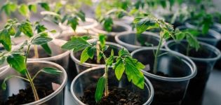 Ποια είναι η βέλτιστη θερμοκρασία για την καλλιέργεια φυτών τομάτας
