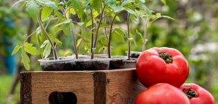 متى تزرع الطماطم للشتلات في عام 2020