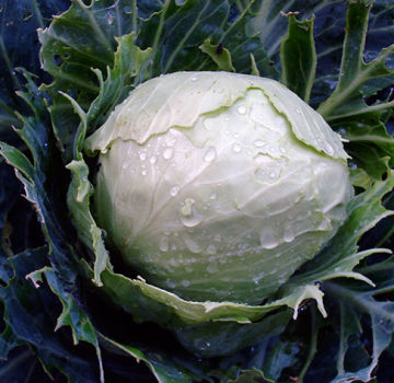 Why cabbage has purple leaves and what to do and what is missing