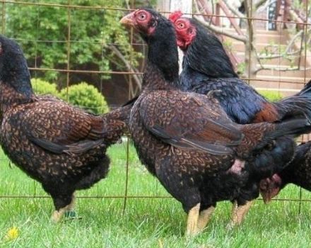 Mô tả 8 giống gà thịt lông màu tốt nhất, các quy tắc duy trì và dinh dưỡng
