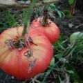 Eigenschaften und Beschreibung der Tomatensorte Biysk Rose und Biysk Rosean
