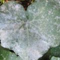 Kodėl, pasodinus į žemę, agurkų lapai pasidaro balti ir ką daryti