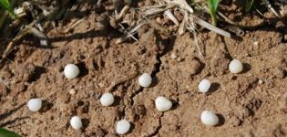 Co je močovina (karbamid), návod k používání hnojiv v zahradě