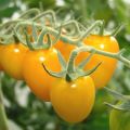 Pomidorų veislės savybės ir aprašymas Raudonoji data (geltona, oranžinė, Sibiro) F1, derlius