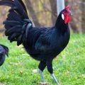 Карактеристике и опис пилића Ла Фласх, правила држања