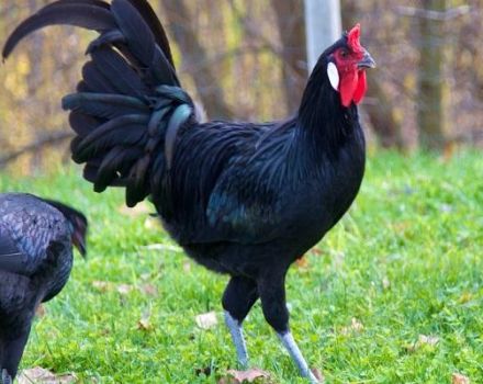 Kenmerken en beschrijving van La Flash-kippen, regels voor het houden