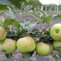 Opis a charakteristika odrody jabĺk Bessemyanka Michurinskaya, oblasti distribúcie a recenzie záhradníkov