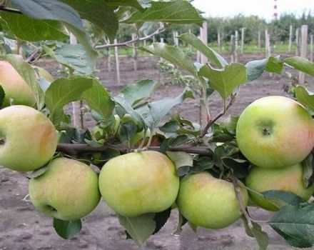 Beskrivning och egenskaper för äpplesorten Bessemyanka Michurinskaya, distributionsregioner och recensioner av trädgårdsmästare