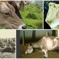 Causas y síntomas de la peste bovina, métodos de tratamiento y medidas de prevención