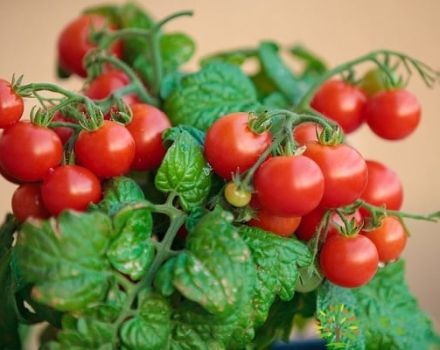 Pygmy pomidorų veislės ir auginimo ypatybių aprašymas