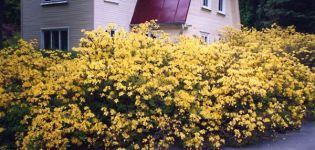 Sortenauswahl, Pflanzung und Pflege von Rhododendron in der Region Leningrad