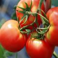 Pomidorų veislės „Bugai“ aprašymas ir savybės rausvos ir raudonos spalvos