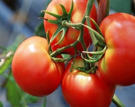 Beskrivning och egenskaper hos tomatsorten Bugai rosa och röd