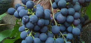Beskrivning och egenskaper för druvsorten Riddle Sharova, regler för plantering och vård