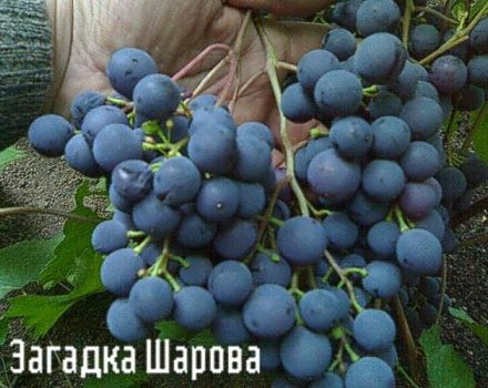 Beskrivning och egenskaper för druvsorten Riddle Sharova, regler för plantering och vård