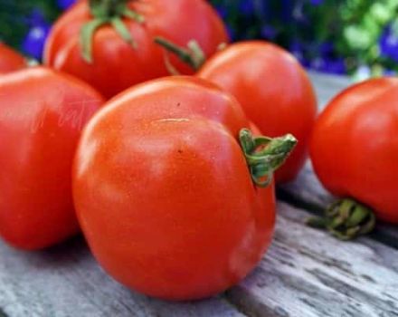 Beskrivning av tomatsorten Atol, dess egenskaper och utbyte