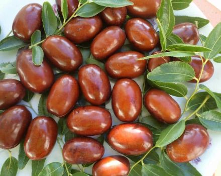 Planting and caring for Chinese dates, how to grow and propagate them, fight against diseases