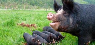 Juodųjų kiaulių veislių aprašymas ir savybės, pranašumai ir trūkumai